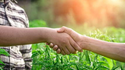 Two farmer standing and shaking hands on Chili with light sunset background
