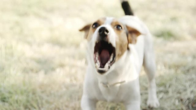 Slow motion. Dog breed Jack Russell Terrier, on whom the barks.