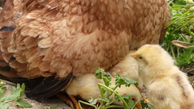 Lovely newborn chickens seek the protection of mom. Close-up of hen and its chicks at outdoors. Concepts of protection, curiosity, emancipation or mother's love