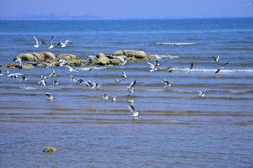 Seagulls fly in free