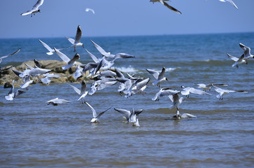 Seagulls fly in free