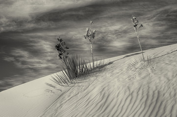 White Sands in New mexico