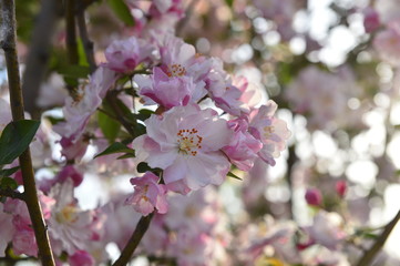 Chinese flowering crab-apple in spring