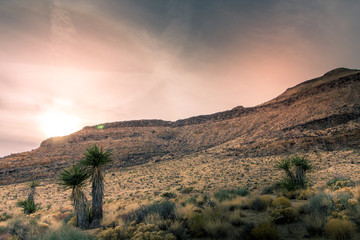 Mojave Desert Yucca