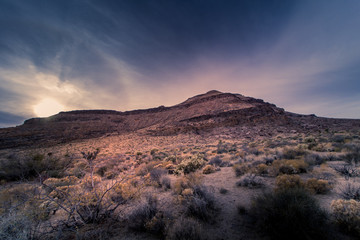 Mojave Desert 6
