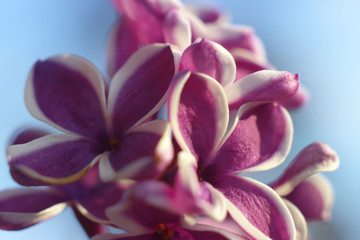 Fototapeta premium リラの花