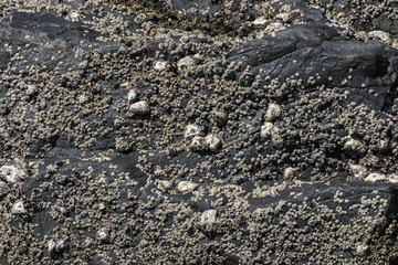 Black Rock Covered with Barnacles and Shells Background