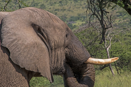 Head Tusks Ears and Trunk of  Elephant Drinking Water
