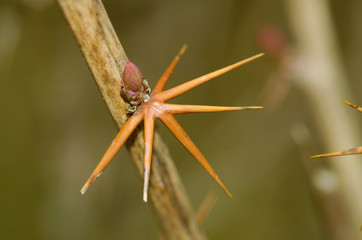 The thorns on the stems of plants.