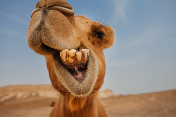 Camel in Israel desert, funny close up