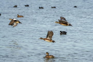 Wigeon drake ducks skimming over waters surface