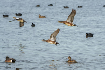 Wigeon drake ducks skimming over waters surface