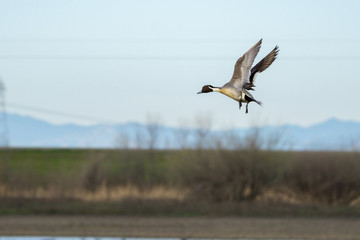 pintail drake duck mid flight