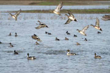small flock of ducks taking flight
