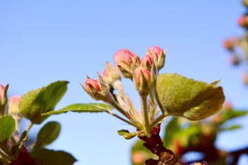 beautiful tender spring composition, blossom of an apple-tree, pink buds on a branch against a blue sky, garden