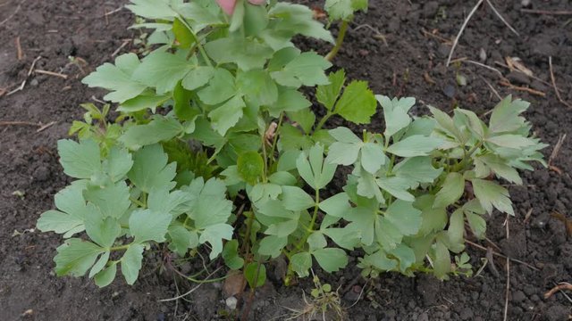 collecting lovage leaves in the garden