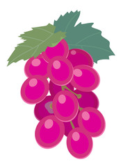 みずみずしい葡萄