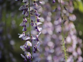 藤の花