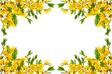 Frame with blooming forsythia twigs on a white background.