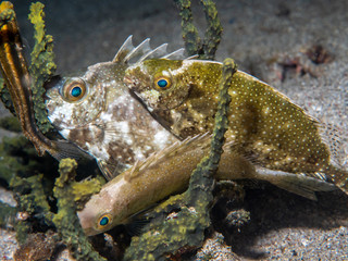 fishes sleep at coral