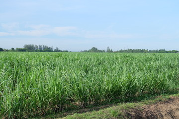 Sugarcane