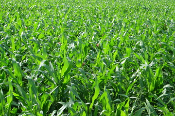 Obraz premium Sugarcane