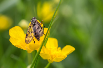 Fly on small yellow meadow flower, macro photo