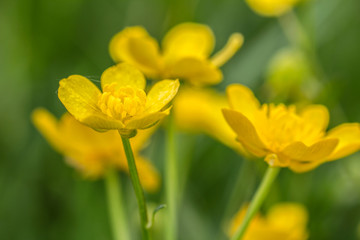 Obraz premium Nice small yellow meadow flower, macro photo