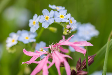 Obraz premium Nice forget-me-not in grass with red flower, macro photo