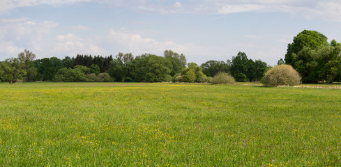 Panoramtic view to meadow with flower and big trees. Czech landscape