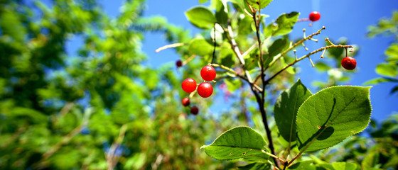 Fallen red cherry on blue sky background