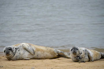 Fototapeta premium Grey seals lying on Horsey Beach, Norfolk
