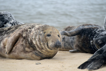 Grey seals lying on Horsey Beach, Norfolk