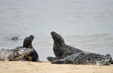 Grey seals lying on Horsey Beach, Norfolk