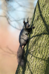 portrait of a black squirrel
