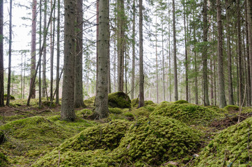 Moss covered ground in a spruce tree forest