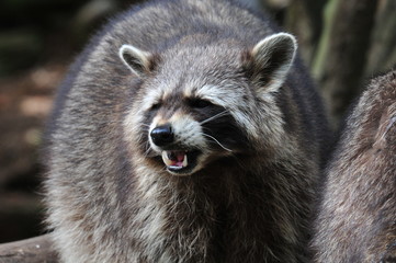 Waschbär