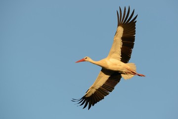 White Stork (Ciconia ciconia) on the lake side in Romania.