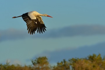 White Stork (Ciconia ciconia) on the lake side in Spain