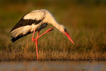 White Stork (Ciconia ciconia) on the lake side in Romania