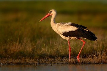 White Stork (Ciconia ciconia) on the lake side in Romania