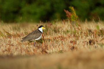 Vanellus miles - Masked Lapwing, wader from Australia