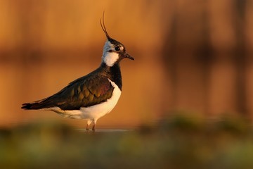 Northern Lapwing - Vanellus vanellus