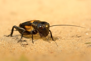 Field cricket - Gryllus campestris