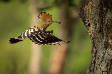 Eurasian Hoopoe (Upupa epops) feeding it's chicks © phototrip.cz