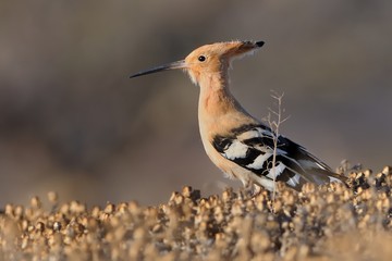 Eurasian Hoopoe - Upupa epops © phototrip.cz