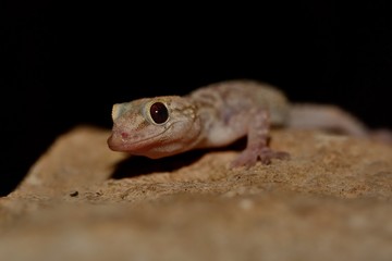 Mediterranean house gecko (Hemidactylus turcicus) in the wall at night