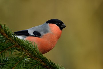 Pyrrhula pyrrhula - Eurasian Bullfinch - male sitting on the spruce branch