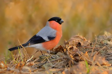 Eurasian Bullfinch - Pyrrhula pyrrhula