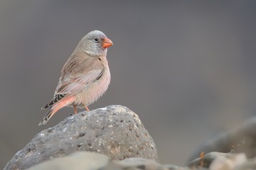 Male Trumpeter Finch - Bucanetes githagineus sitting on the rock